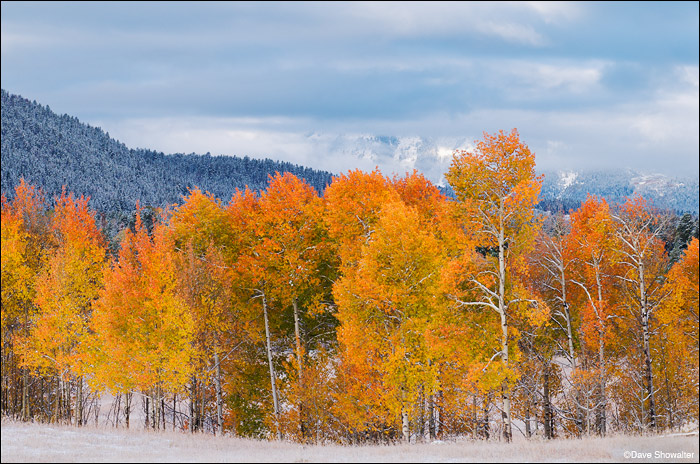 A briilant aspen glade contrasts with the snowy landscape as fall gives way to the first winter storm of the season. Just a small...